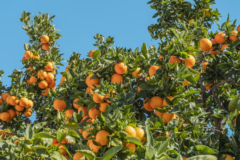 Vitamin C in Skin Biology: Mechanisms and Research Findings